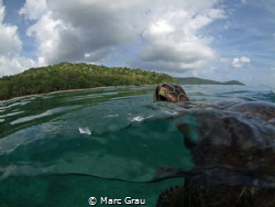 Green turtle breathe in Mayotte by Marc Grau 